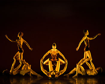 Momix - Opus Cactus